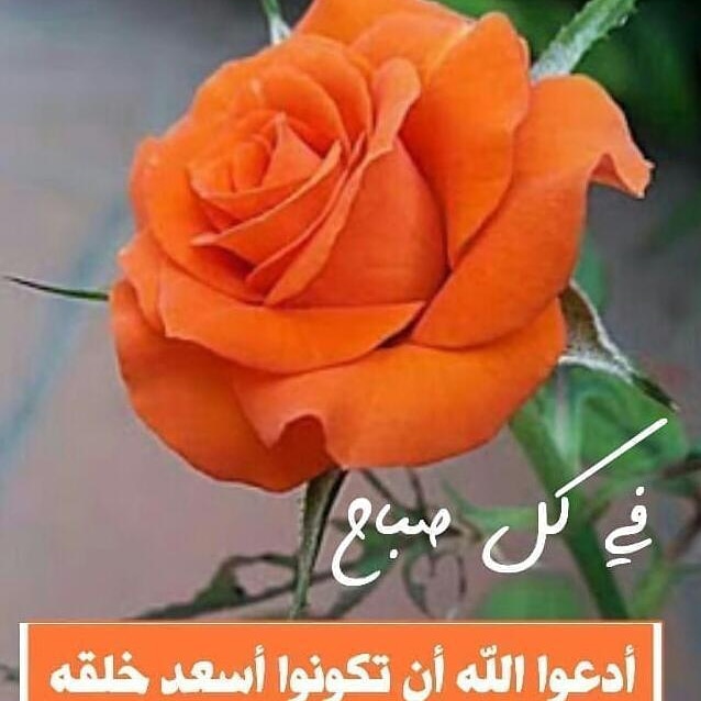 غلاف زلفى فلمبان