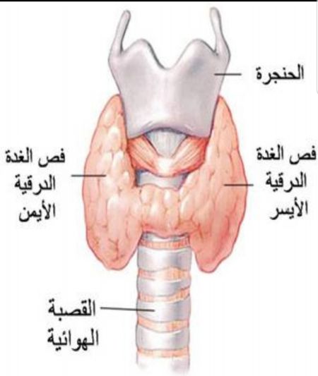 الغدة الدرقية غدة صغيرة في مقدمة الرقبة تحيط الحنج...