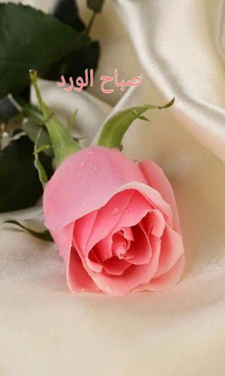 بفضل اتباعي هذه الطريقه نقص وزني دون تعب من 66 حتى...