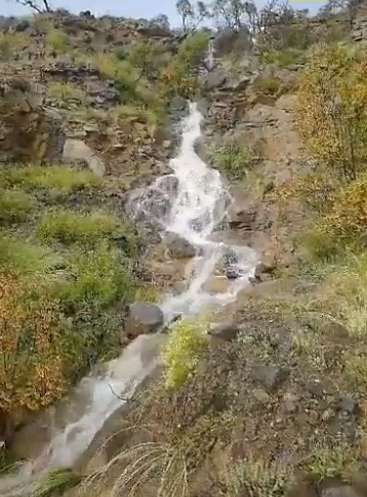 ام تسنيم الغامدي