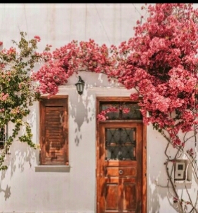 غلاف وديعه هزازي